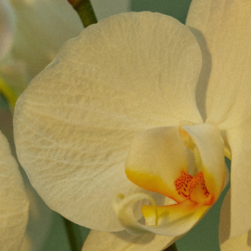 Orquídeas del invernadero