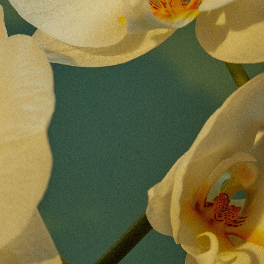 Detalle de flores